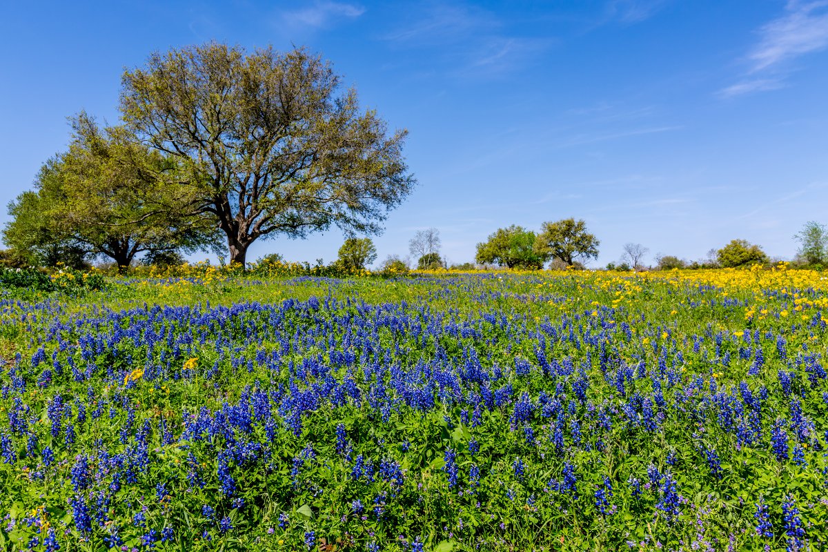 Beautiful Field Blanketed with the Famous Texas Bluebonnet